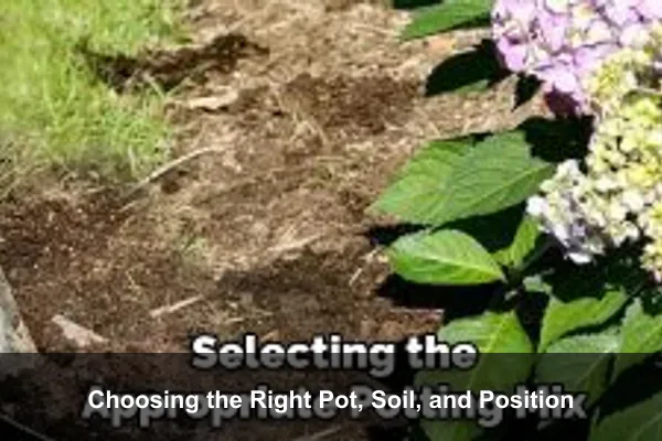 Choosing the Right Pot, Soil, and Position