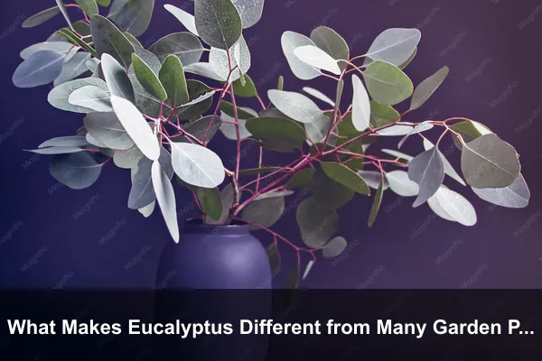 What Makes Eucalyptus Different from Many Garden Plants