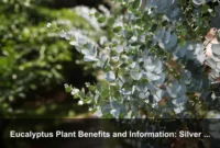 Eucalyptus Plant Benefits and Information: Silver Foliage and Smart Landscape Fit