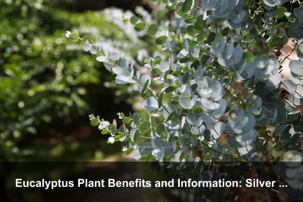 Eucalyptus Plant Benefits and Information: Silver Foliage and Smart Landscape Fit