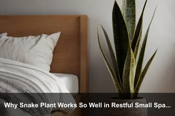 Why Snake Plant Works So Well in Restful Small Spaces