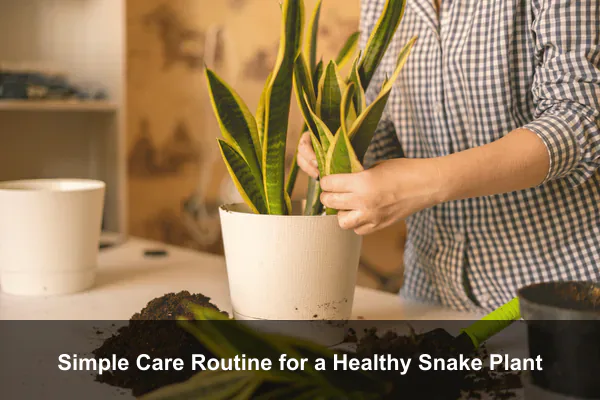 Simple Care Routine for a Healthy Snake Plant