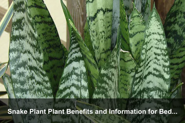 Snake Plant Plant Benefits and Information for Bedrooms and Small Spaces