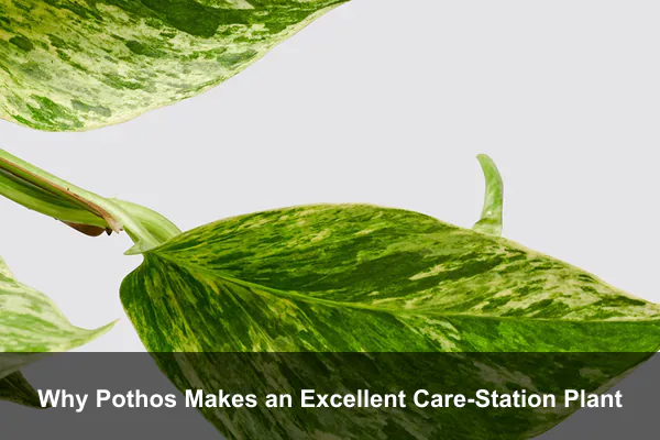 Why Pothos Makes an Excellent Care-Station Plant