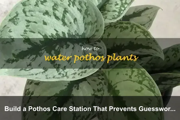 Build a Pothos Care Station That Prevents Guesswork