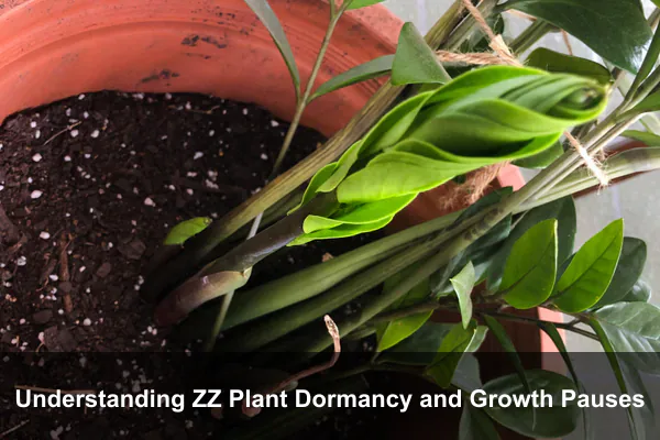 Understanding ZZ Plant Dormancy and Growth Pauses
