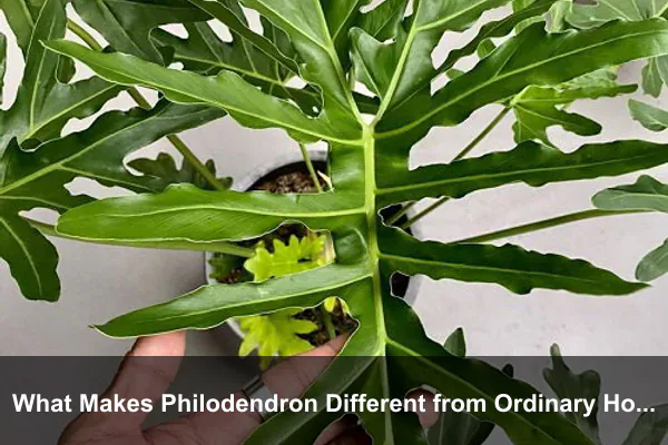 What Makes Philodendron Different from Ordinary Houseplants?