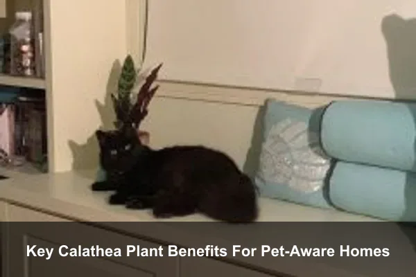 Key Calathea Plant Benefits For Pet-Aware Homes