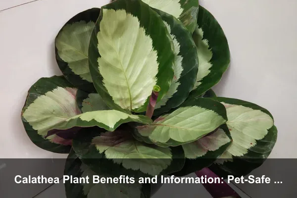 Calathea Plant Benefits and Information: Pet-Safe Patterned Foliage for Healthier Indoor Homes