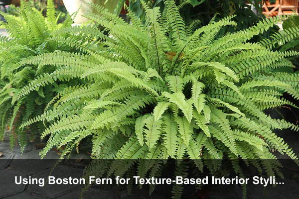 Using Boston Fern for Texture-Based Interior Styling
