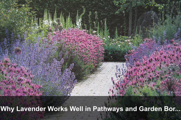 Why Lavender Works Well in Pathways and Garden Borders