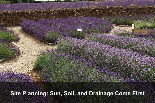Site Planning: Sun, Soil, and Drainage Come First