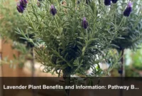 Lavender Plant Benefits and Information: Pathway Borders, Pruning, and Garden Value