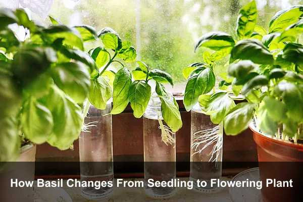 How Basil Changes From Seedling to Flowering Plant