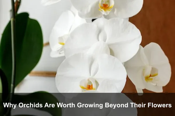 Why Orchids Are Worth Growing Beyond Their Flowers