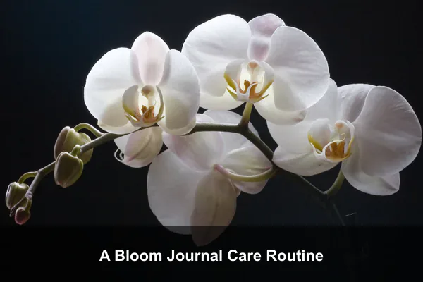 A Bloom Journal Care Routine