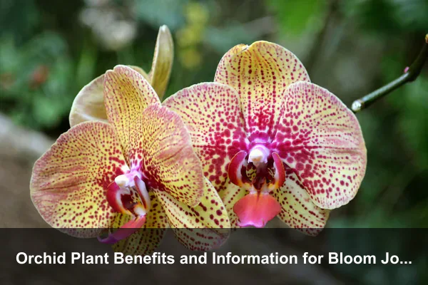 Orchid Plant Benefits and Information for Bloom Journaling and Windowsill Wellness