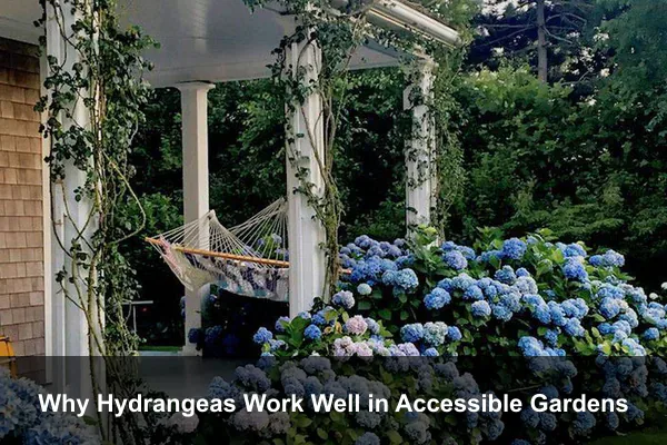 Why Hydrangeas Work Well in Accessible Gardens