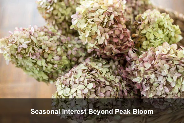 Seasonal Interest Beyond Peak Bloom