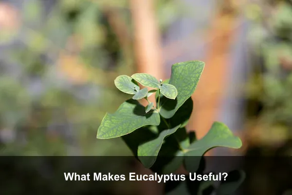 What Makes Eucalyptus Useful?