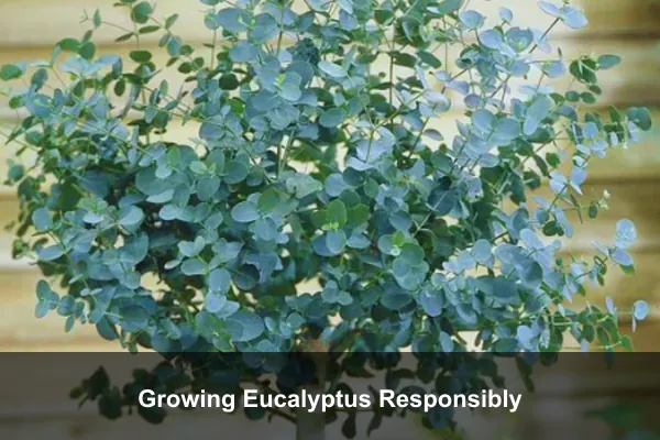 Growing Eucalyptus Responsibly