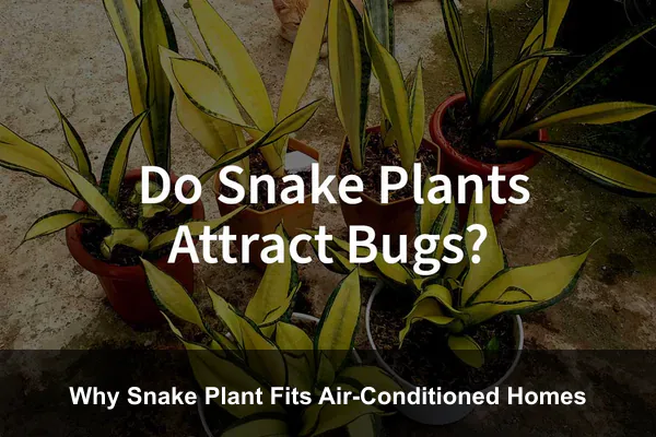 Why Snake Plant Fits Air-Conditioned Homes