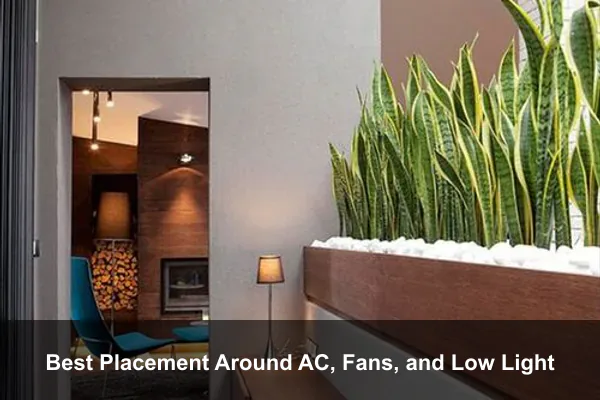 Best Placement Around AC, Fans, and Low Light