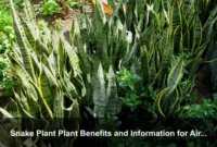 Snake Plant Plant Benefits and Information for Air-Conditioned Homes