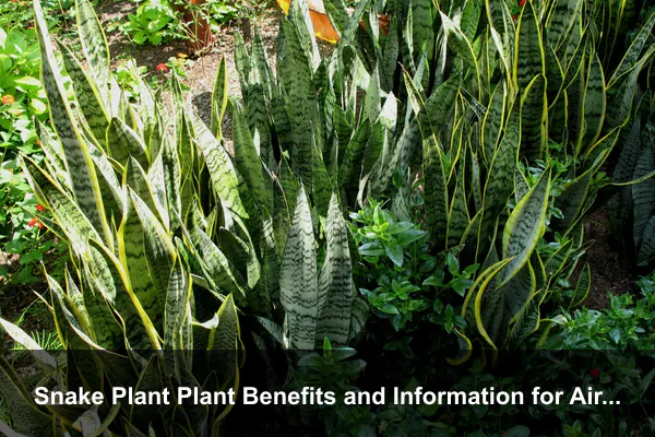 Snake Plant Plant Benefits and Information for Air-Conditioned Homes