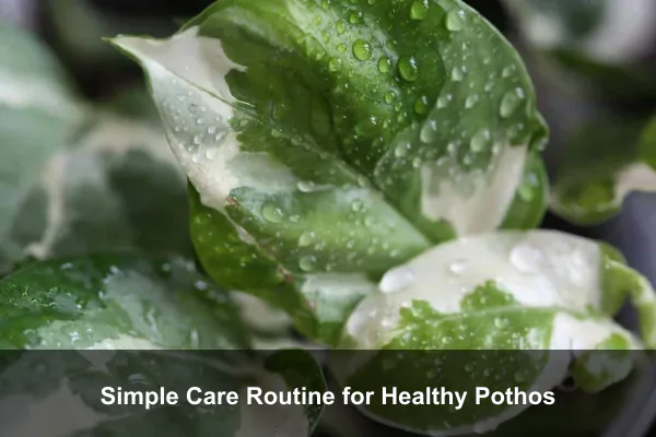 Simple Care Routine for Healthy Pothos