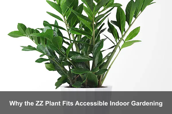 Why the ZZ Plant Fits Accessible Indoor Gardening