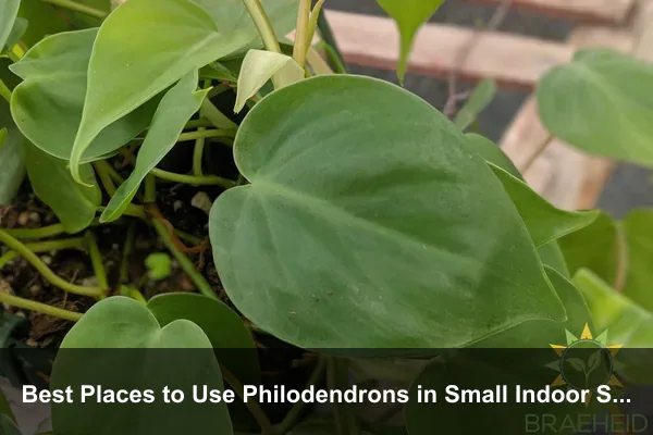 Best Places to Use Philodendrons in Small Indoor Spaces