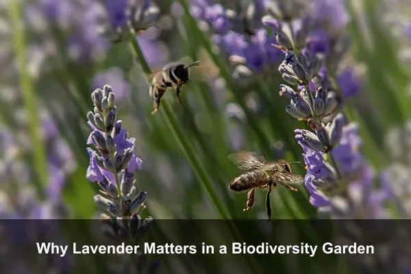 Why Lavender Matters in a Biodiversity Garden