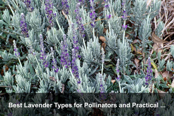 Best Lavender Types for Pollinators and Practical Gardens