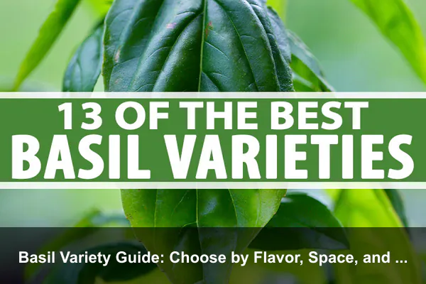 Basil Variety Guide: Choose by Flavor, Space, and Use