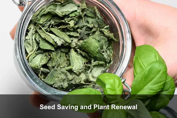 Seed Saving and Plant Renewal
