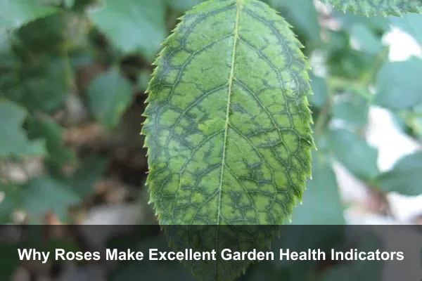Why Roses Make Excellent Garden Health Indicators