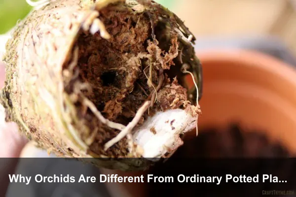 Why Orchids Are Different From Ordinary Potted Plants