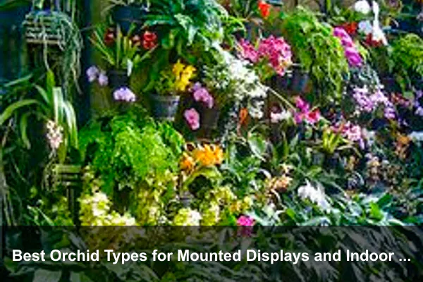 Best Orchid Types for Mounted Displays and Indoor Shelves