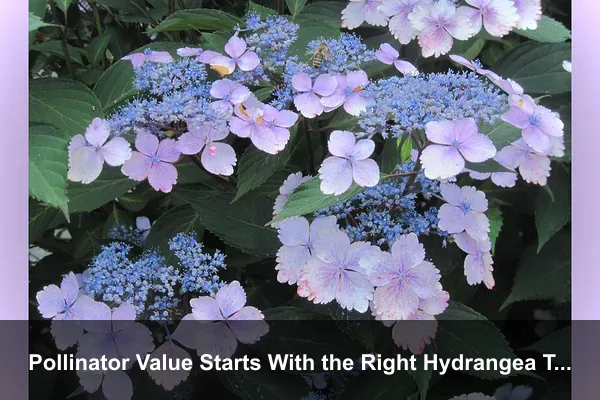 Pollinator Value Starts With the Right Hydrangea Type