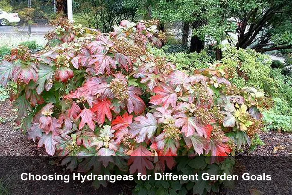 Choosing Hydrangeas for Different Garden Goals