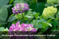 Hydrangea Plant Benefits and Information: Pollinator-Friendly Blooms, Safe Care, and Garden Value
