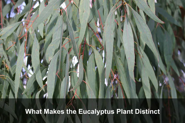 What Makes the Eucalyptus Plant Distinct