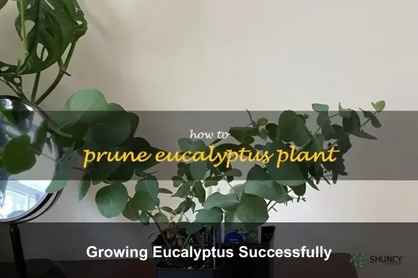 Growing Eucalyptus Successfully