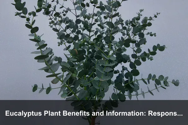 Eucalyptus Plant Benefits and Information: Responsible Scent, Shade, and Pollinator-Friendly Care
