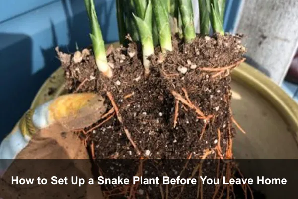 How to Set Up a Snake Plant Before You Leave Home