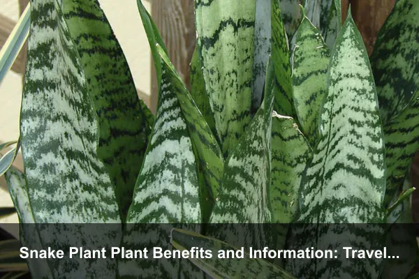 Snake Plant Plant Benefits and Information: Travel-Friendly Care for Busy Homes