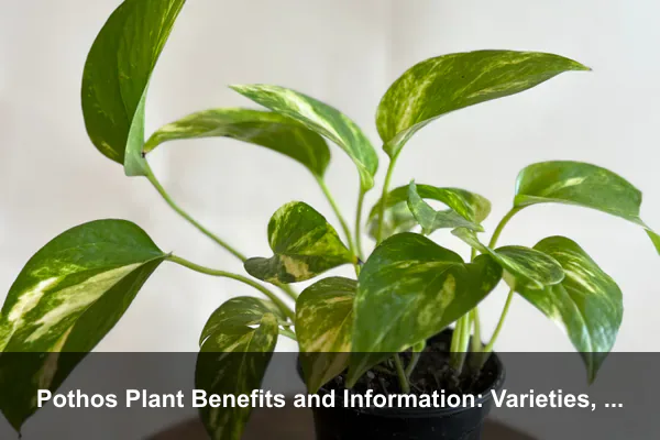 Pothos Plant Benefits and Information: Varieties, Variegation, and Smart Indoor Care