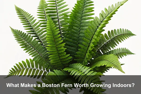 What Makes a Boston Fern Worth Growing Indoors?