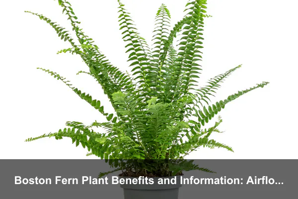 Boston Fern Plant Benefits and Information: Airflow, Frond Grooming, and Indoor Care